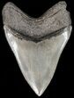 Serrated, Megalodon Tooth - Great Tip #41150-2